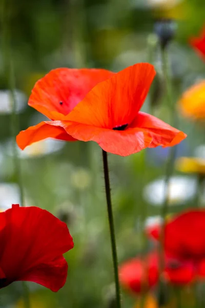 Poppies Flowering Strip Wildflowers East Grinstead — Stock Photo, Image