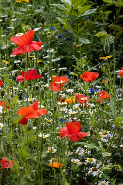 Poppies Flowering Strip Wildflowers East Grinstead — Stock Photo, Image