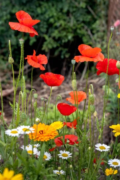 Poppies Flowering Strip Wildflowers East Grinstead — Stock Photo, Image