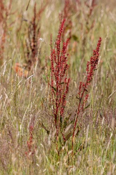 一般的なソレルの種子 ラメックスアセトサポリゴナ科 — ストック写真