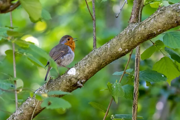Robin Bir Bahar Gününde Bir Ağaçta Şarkı Söylüyor — Stok fotoğraf