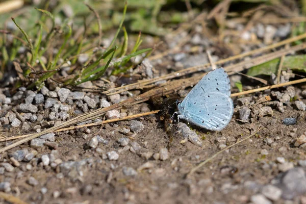 イースト グラントの近くの地面に眠るホリー ブルー Celastrina Argiolus — ストック写真