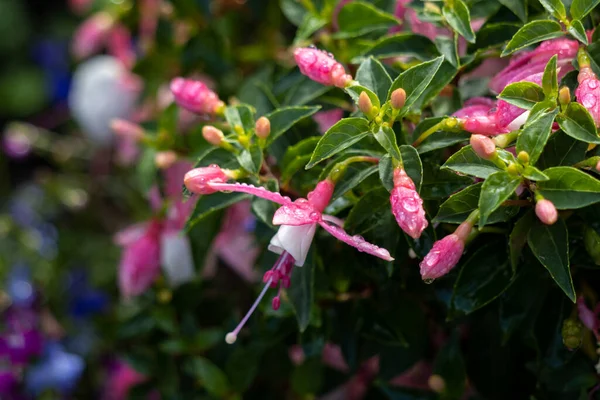 Rózsaszín Fehér Fuschia Virágzik Egy Kertben East Grinstead — Stock Fotó