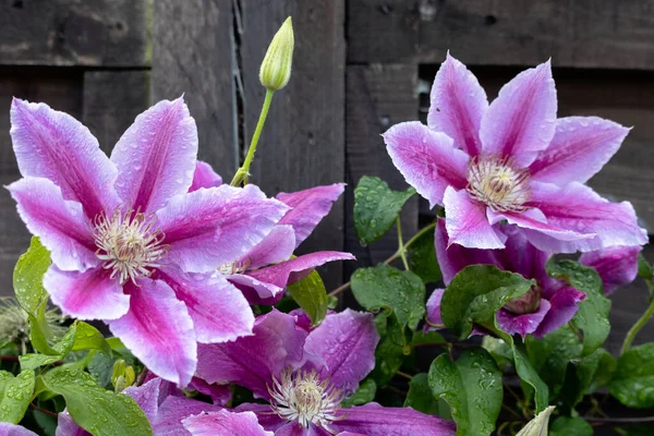 Regentropfen Auf Einer Rosa Klematis Blühen Einem Englischen Garten — Stockfoto