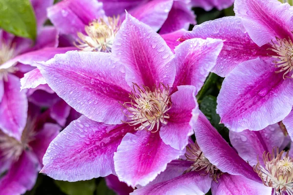 Raindrops Pink Clematis Blooming English Garden — Stock Photo, Image