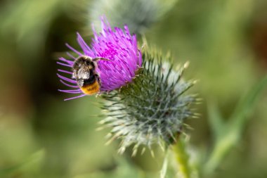 Kabarık kuyruklu yaban arısı (Bombus terrestris) bir Thistle 'dan polen topluyor