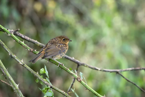 Speckled Juvenile Robin Perched Briar — Stock Photo, Image