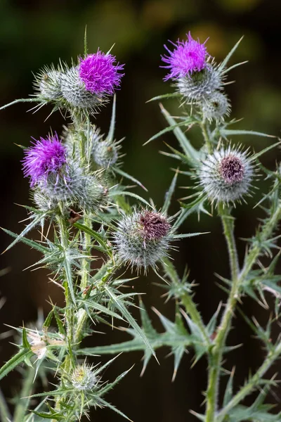 Distel Bloei Een Zomerse Dag Sussex — Stockfoto