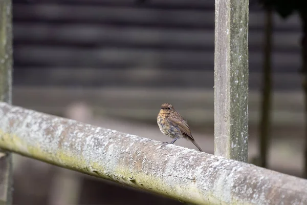 Robin Des Jeunes Perché Sur Une Clôture Bois — Photo