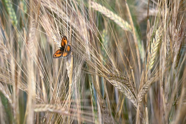 Mariposa Guardián Seto Marrón Pyronia Tithonus Descansando Sobre Tallo Cebada —  Fotos de Stock