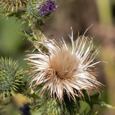 Marsh Thistle (Cirsium Palustre) yaz mevsiminde tohumlanacak