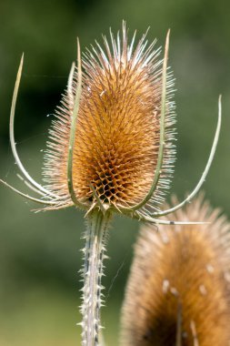 Surrey kırsalında Teasels (Dipsacus) çiçek açıyor