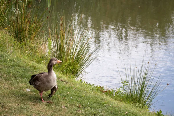 Ganso Greylag Anser Anser Junto Lago Cerca Turners Hill — Foto de Stock