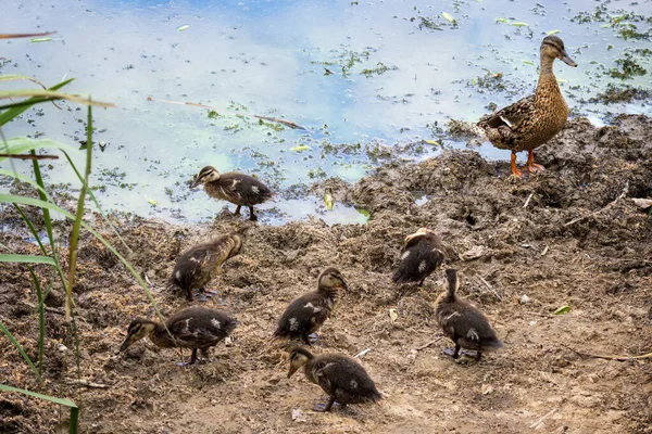 Mallard Hembra Anas Platyrhynchos Con Patitos Orilla Lago — Foto de Stock