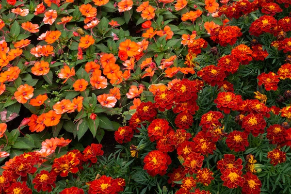 Summer Flowers Blooming Flowerbed English Garden — Stock Photo, Image