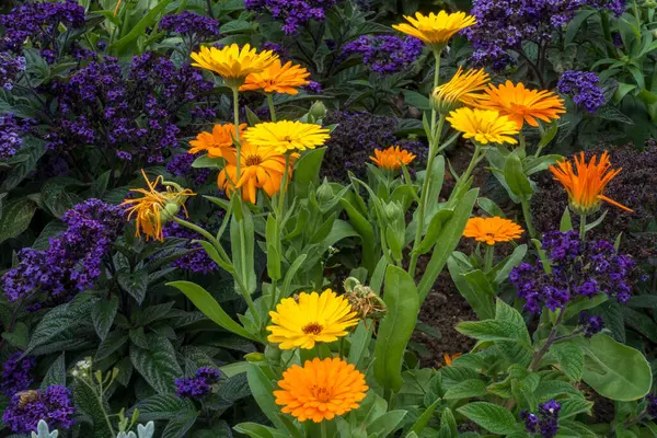 Fleurs Été Fleurissant Dans Parterre Fleurs Dans Jardin Anglais — Photo