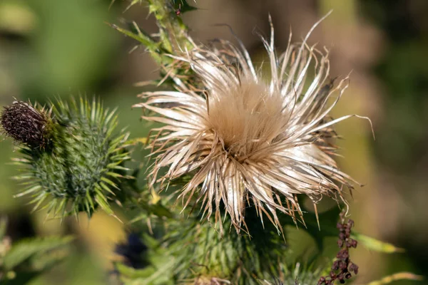 Marsh Thistle Cirsium Palustre Going Seed Summertime — Stock Photo, Image