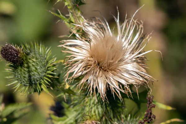 Marsh Thistle Cirsium Palustre Vai Semear Verão — Fotografia de Stock