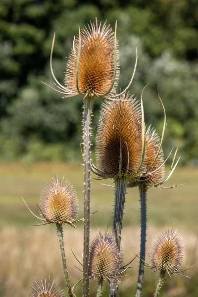 Teasels Dipsacus Floraison Dans Campagne Surrey — Photo