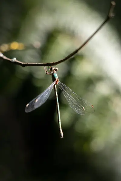 Willow Emerald Damselfly Chalcolestes Viridis Hanging Branch — Stock Photo, Image