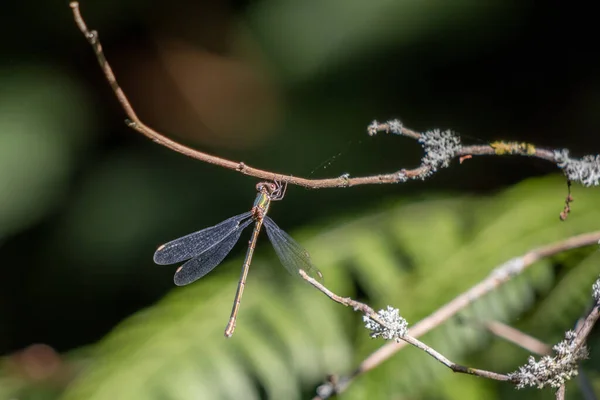 Willow Emerald Damselfly Chalcolestes Viridis Visící Větve — Stock fotografie