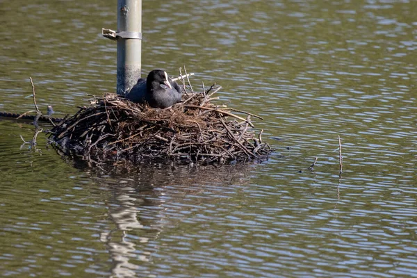 Coot Nest Earlswood Lake — Stock Photo, Image