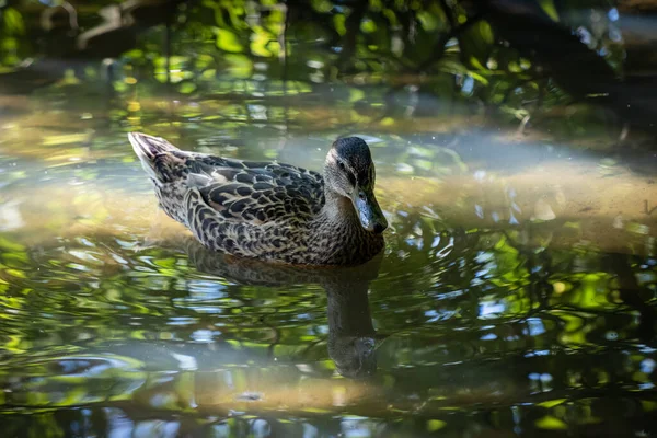 Mallard Hembra Flotando Agua Bajo Sol Moteado —  Fotos de Stock