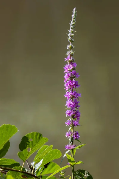 埃尔斯沃德湖水沟上的紫罗兰 Lythrum Salicaria — 图库照片