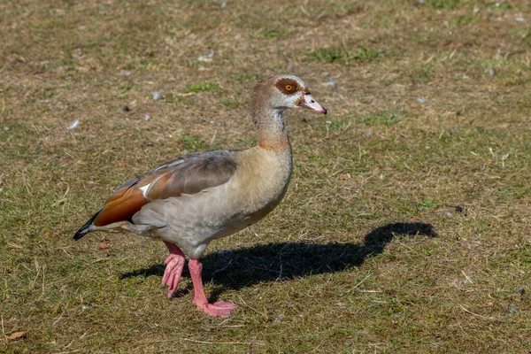 Egyptian Goose Alopochen Aegyptiacus Wandering Grass — Stock Photo, Image