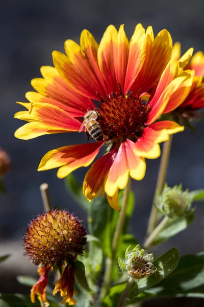 Röda Och Gula Gazanias Blommar Engelsk Trädgård — Stockfoto