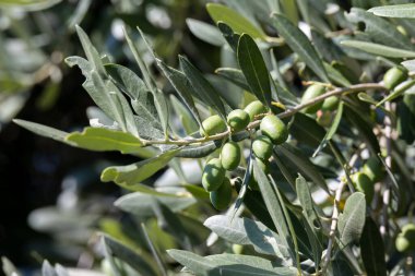 Bergamo İtalya 'sında yetişen zeytin ağacı (Olea europaea)