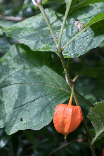 Torre de 'Roveri İtalya' da yetişen Mesane Kirazı (Physalis alkekeng)