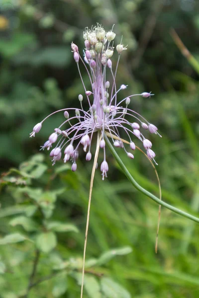 意大利Torre Roveri生长的龙骨大蒜 Allium Carinatum — 图库照片