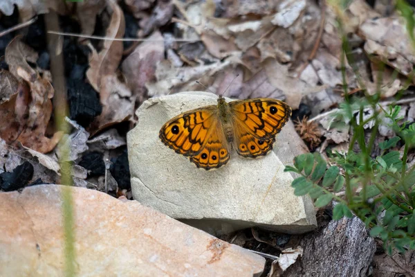 Wall Brown Butterfly Lasiommata Megera Poggiata Una Roccia Sotto Protezione — Foto Stock