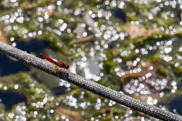 Red Veined Darter Nomad Sympetrum Fonscolombii Resting Rope Lake Iseo — Stock Photo, Image