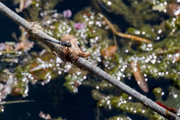 Черный Хвост Стрекозы Orthetrum Cancellatum Красная Жилка Дартер Кочевник Sympetrum — стоковое фото