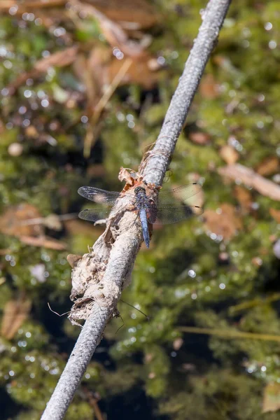 Black Tailed Skimmer Dragonfly Orthetrum Cancellatum Resting Rope Lake Iseo — Stock Photo, Image