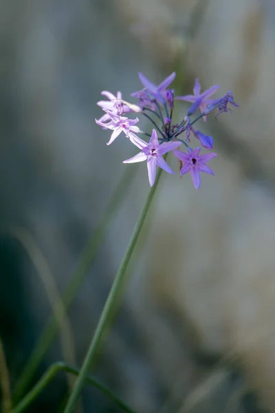 非洲百合 Agapanthus Praecox Willd 在意大利伊塞湖畔盛开 — 图库照片