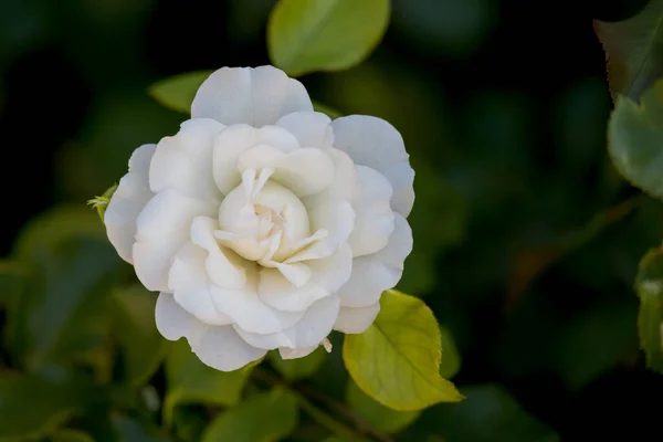 Bílá Japonská Kamélie Camellia Japonica Kvetoucí Jezera Iseo Itálii — Stock fotografie