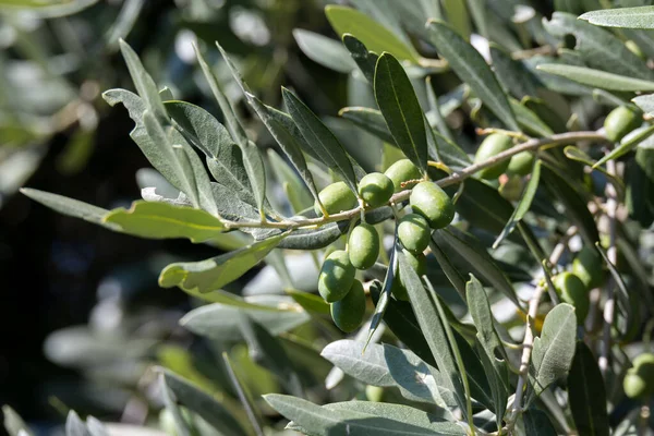 Olivo Olea Europaea Che Cresce Bergamo — Foto Stock