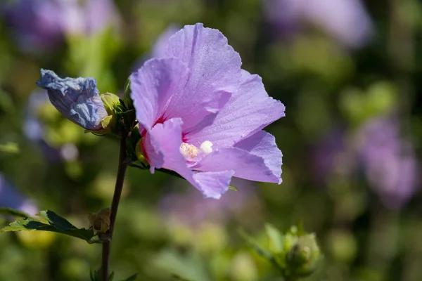 Hibiskusstrauch Wächst Und Blüht Bergamo Italien — Stockfoto