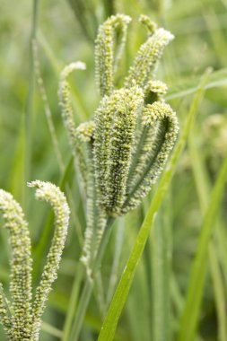 Finger Millett (Eleusine coracana L. Gaertn) İtalya 'da bir bahçede büyümektedir.