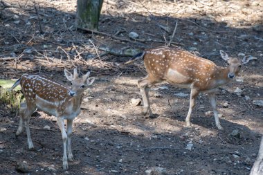 Fallow geyiği (Dama dama) İtalya 'da ormanda geziniyor.