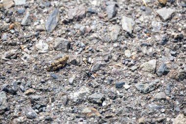 İtalya 'da gün ışığında Çekirge (Omocestus raymondi)