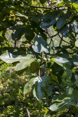 Torre de 'Roveri İtalya' da incir ağacında büyüyen incirler