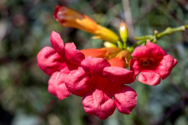 Torre de 'Roveri İtalya' da bir bahçede büyüyen kampüs radyanları.