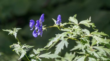 Tonadico, Trentino, İtalya 'daki Paneveggio Pale di San Martino Doğal Parkı' nda Acontium ya da Wolfsbane ya da Keşiş Başlıklı (Aconitum napellus) vahşi bir şekilde büyüyor.