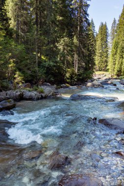 Tonadico, Trentino, İtalya 'daki Paneveggio Pale di San Martino Doğal Parkı' ndaki nehir veya sel manzarası