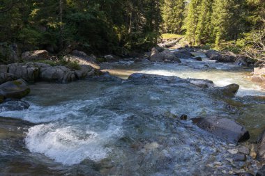 Tonadico, Trentino, İtalya 'daki Paneveggio Pale di San Martino Doğal Parkı' ndaki nehir veya sel manzarası