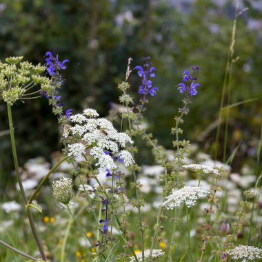Salvia pratensis ve inek maydanozu Dolomitlerde vahşice yetişiyor.